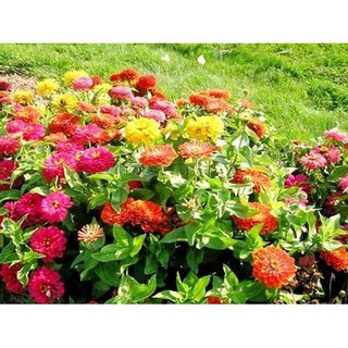 Cung Cấp Hạt Giống Hoa Cúc Ngũ Sắc Zinia (50 hạt ) hạt đẹp