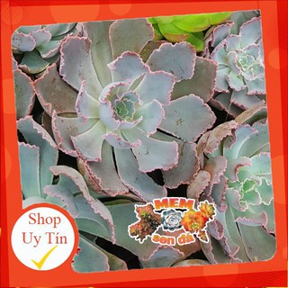 Sen đá bắp cải hàn quốc🍏 |FREESHIP| 🔥 XỨ NÓNG, ĐÃ THUẦN KHÍ HẬU, KHOẺ ĐẸP 🍏 LỖI 1 ĐỔI 1