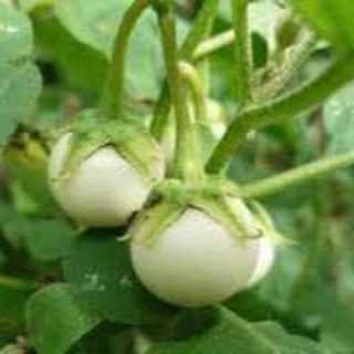20 HẠT GIỐNG CÀ PHÁO TRẮNG