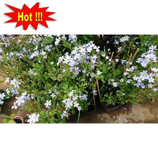 Gói 30 hạt giống hoa thanh xà bạch xà mix