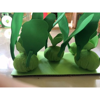 vỉ rau củ mầm non