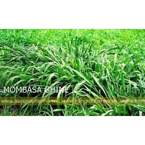 Hạt giống cỏ Mombasa Ghine - Cỏ xả lá lớn gói 100g