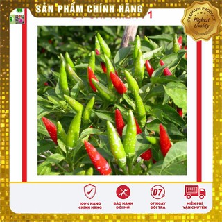 Hạt Giống Ớt Chỉ Thiên Siêu Cay [Bán Sỉ]