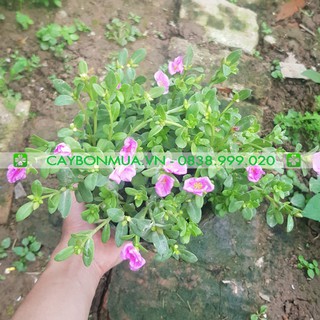 [Mới] Cây Hoa Sam - Cây Hoa 8h, cây cao 25-35cm cây đã có cực nhiều hoa (hoa màu hồng, tím)