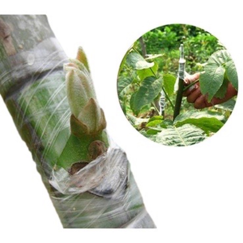 Băng nilon chuyên dùng ghép cây tự dính tự hủy giúp bảo vệ mối ghép, nhanh liền - tăng tỷ lệ sống cho cây