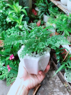 Chậu Cây Dương Sỉ Nhật