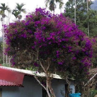 Mua úc (sim tím) cây sắp hoa