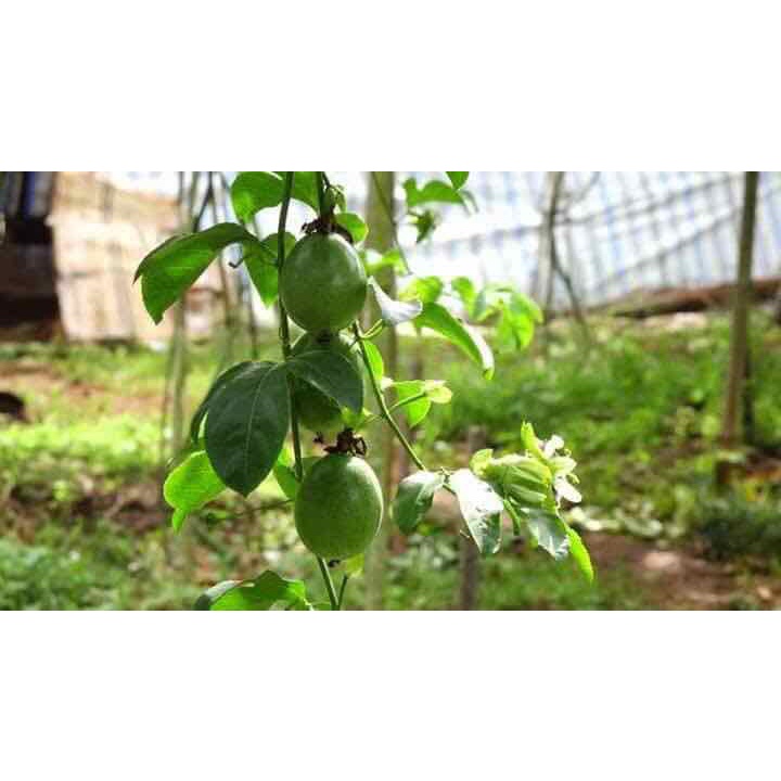 Combo 4 TRIMIX-DT SIÊU RA RỄ 120G - Kích thích ra rễ cực mạnh - Bổ sung vitamin B1 và các hoạt chất