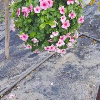 Dừa Cạn Siêu Hoa, Hàng Chịu Nắng Cao