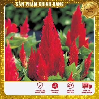Hạt giống hoa mào gà lửa đỏ (100 hạt)