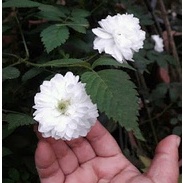 Hạt giống Hoa hồng tầm xuân bắc