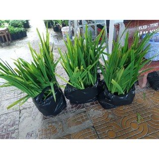 Cây Lan Rẻ Quạt hay (Lan Lúa)