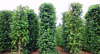 Tiêu hạt daklak 1kg