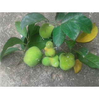 cây giống chay
