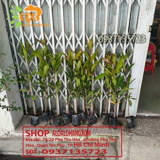Cây lộc vừng cây giống-combo 5 cây