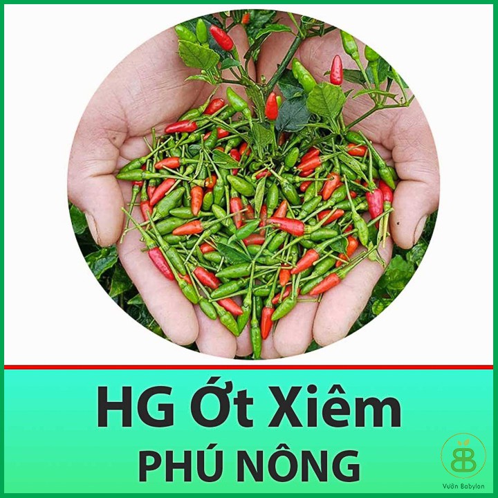 Hạt Giống Ớt Xiêm Cao Sản 0,1Gr - Hạt Giống Ớt Xiêm Thái Lan Dễ Trồng, Sai Trái