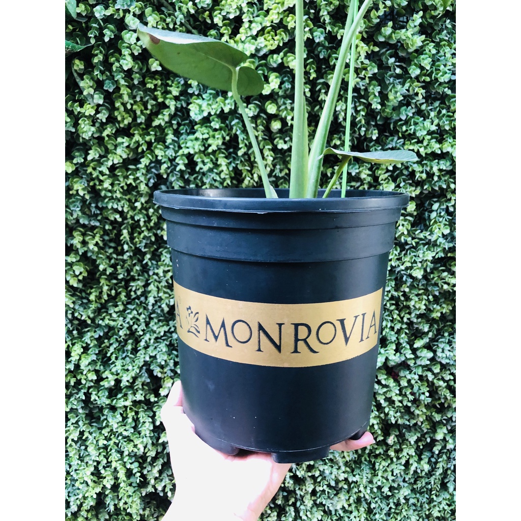 Mua Chậu Monrovia trồng cây 1GL 2GL 3GL 5GL MÀU ĐEN trồng hoa cây cảnh