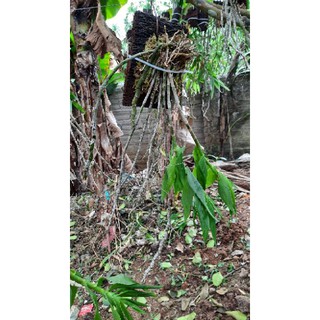 Hoa phong lan phi điệp vàng tây bắc