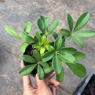 02 cây giống ngũ gia bì 981sp 681sp