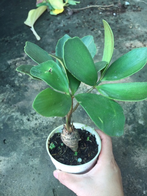 THIÊN TUẾ MÊXICO