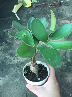 THIÊN TUẾ MÊXICO