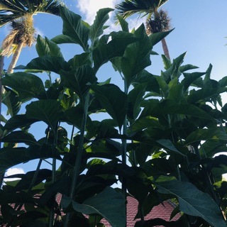 Lá mật gấu khô 🌿