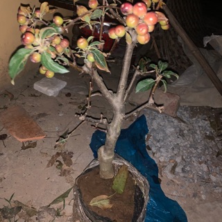 Cây táo đỏ