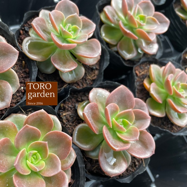 Sen đá nhật nguyệt Đà Lạt size bé cây cảnh trang trí nhà cửa Toro garden