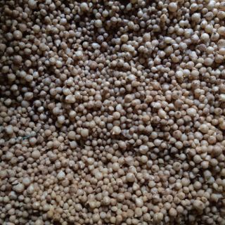 Củ nén (hành tăm-1kg) -Loại 1 - Quảng Bình