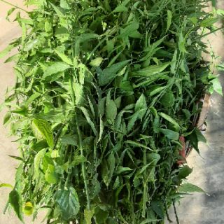 Cây bìm bip (xương khỉ 1 kg)