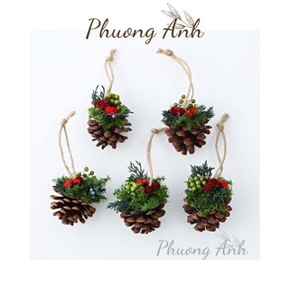 Thông khô trang trí, chụp kèm cùng sản phẩm