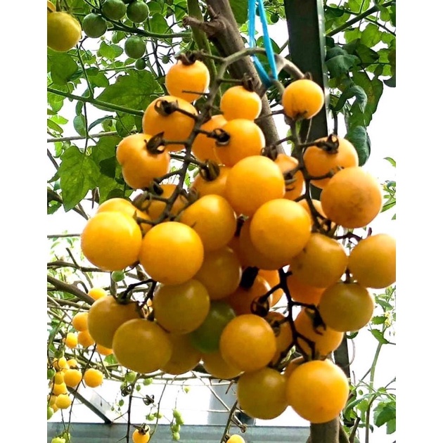 Hạt giống Cà Chua Chùm Nho Vàng Gold Nugget Nhập Khẩu Mỹ - 20 Hạt - tỷ lệ nảy mầm 90%