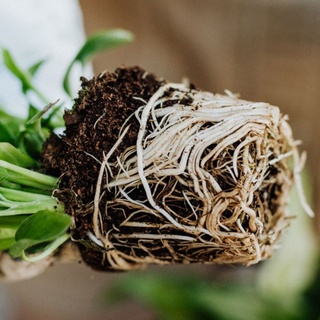 kích rễ cực mạnh