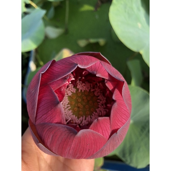 Củ sen đỏ Red Phoenix Phượng hoàng lửa