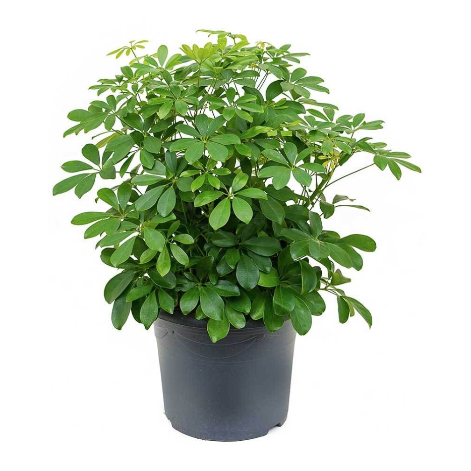 Cây Ngũ Gia Bì size nội thất trang trí văn phòng, nhà ở ( cây đuổi muỗi )