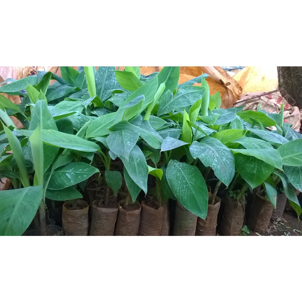 Cây giống Chuối Sứ .