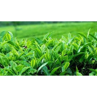 Cây chè giống Tân Cương