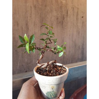 hồng ngọc mai siêu mini