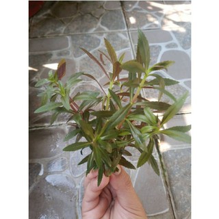 Cây Ngỗ Tím