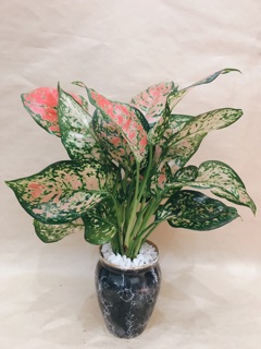 Cây vạn lộc