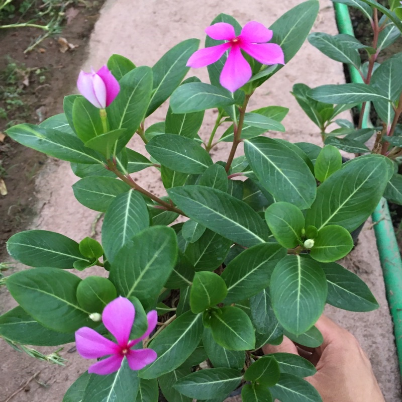 Cây Hoa Dừa Cạn Ta Hoa Quanh Năm