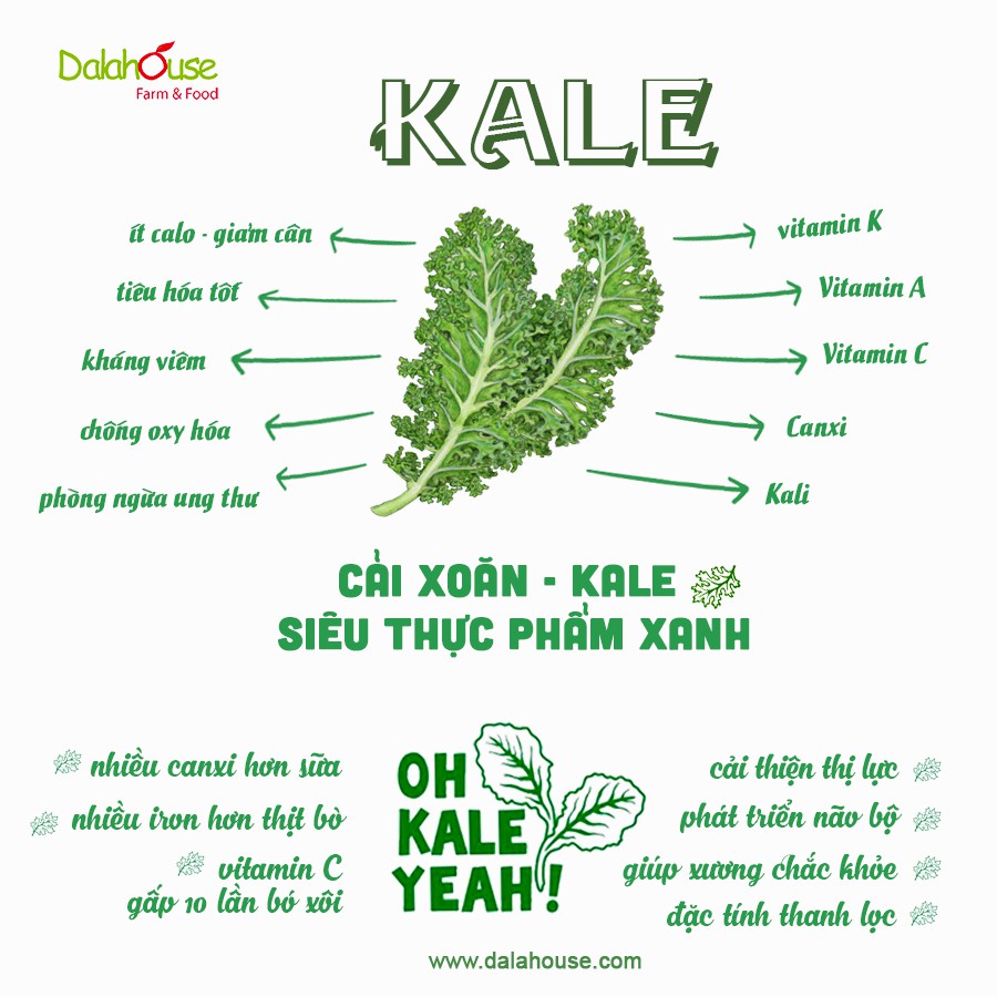 Bột Cải Xoăn Kale Sấy Lạnh Nguyên Chất Dalahouse 60g (20 gói x 3g)