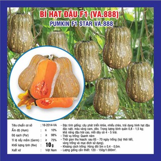 Hạt giống bí hạt đậu f1 punkin