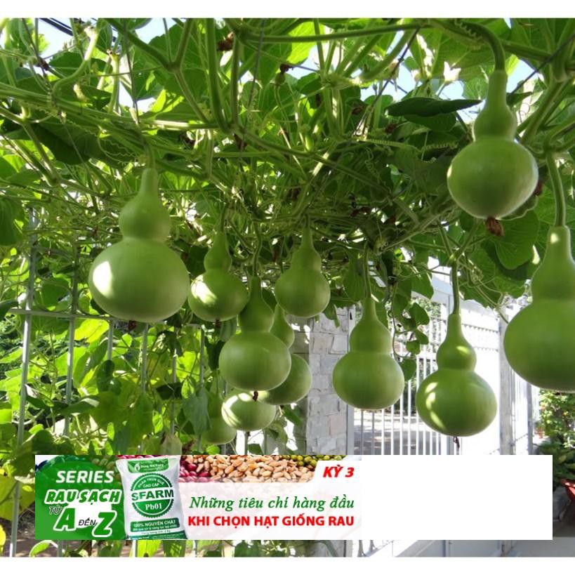 GÓI 5 HẠT GIỐNG BẦU HỒ LÔ