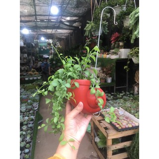 Cây hạt dưa ốc, cây cảnh treo rủ