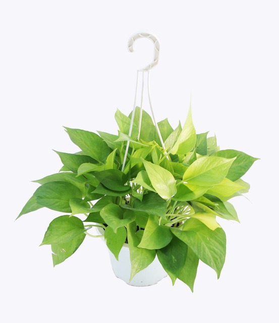 CÂY TRẦU BÀ  TẶNG SỎI