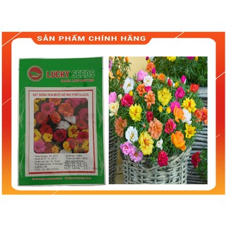 Hạt giống hoa 10 giờ mỹ mix đủ mầu