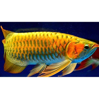 Chai số 7 : Special Arowana Internal Bacteria(Thuốc số 7: Black Water ( Nước đen , có tác dụng tương tự nước lá bàng)