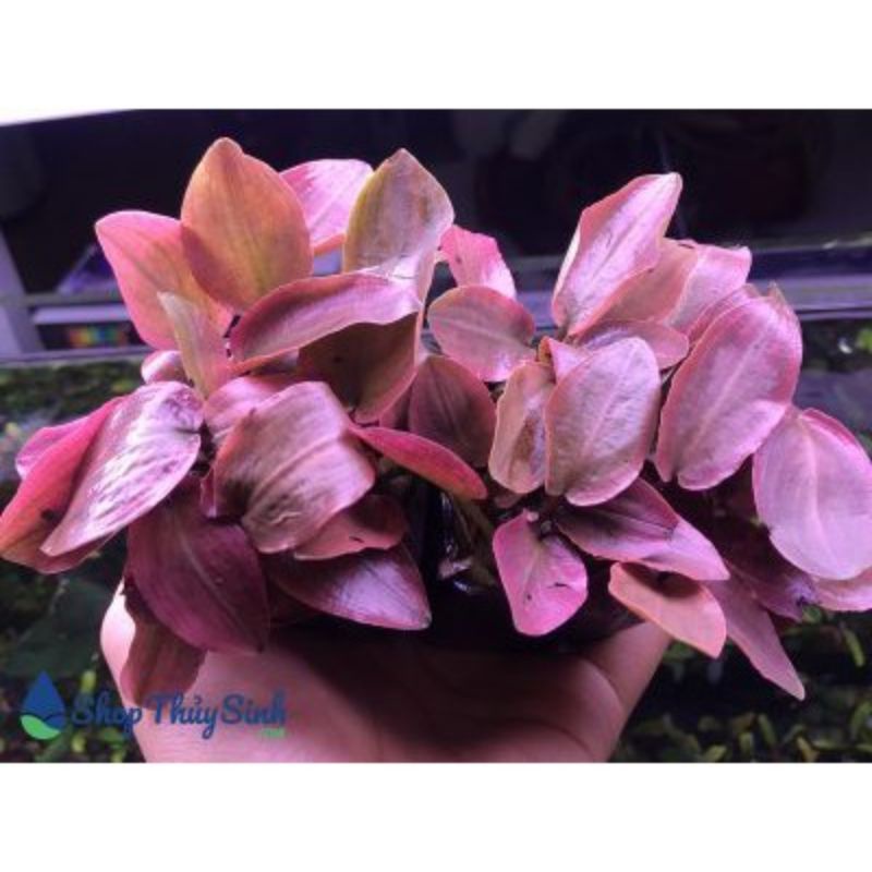 Cây thủy sinh Tiêu thảo Lagenandra meeboldii red