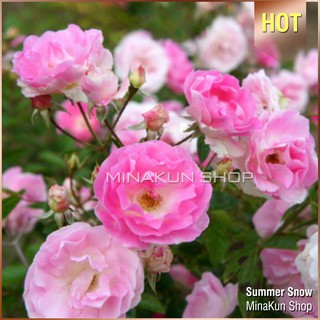 Hoa hồng ngoại Summer Snow - MinaKun Shop